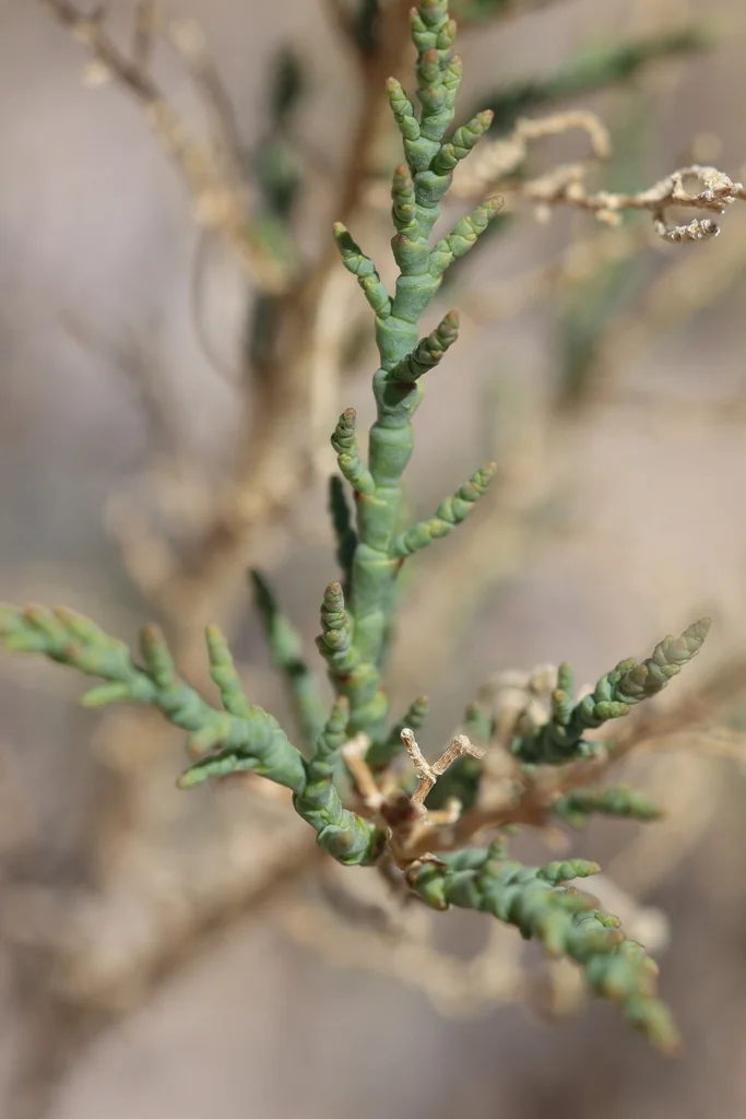 Allenrolfea Occidentalis