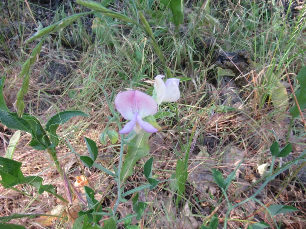 Lathyrus Odoratus