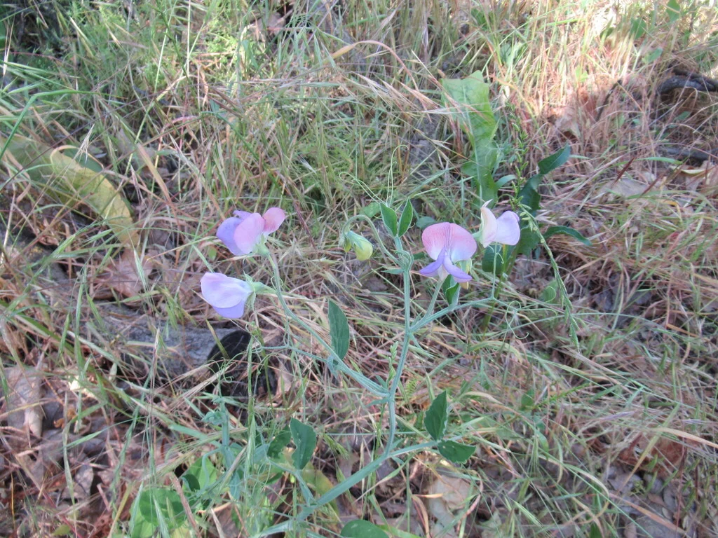 Lathyrus Odoratus