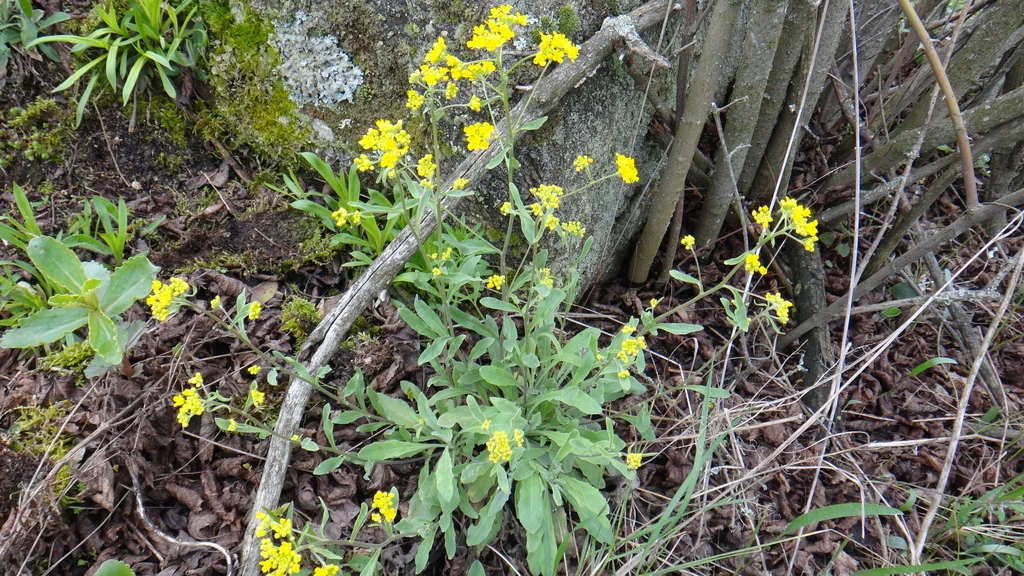 Aurinia Saxatilis