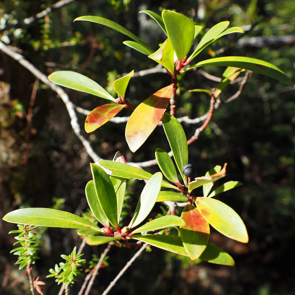Drimys Lanceolata