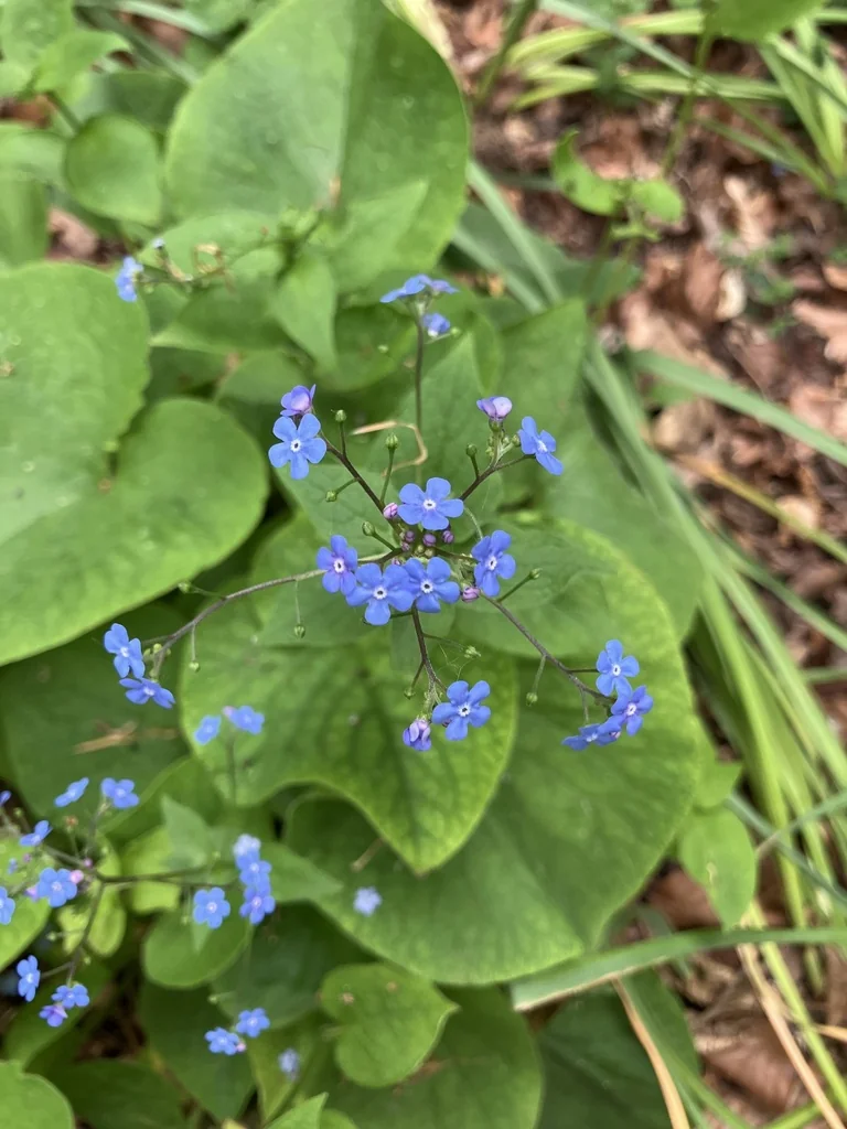 Brunnera macrophylla