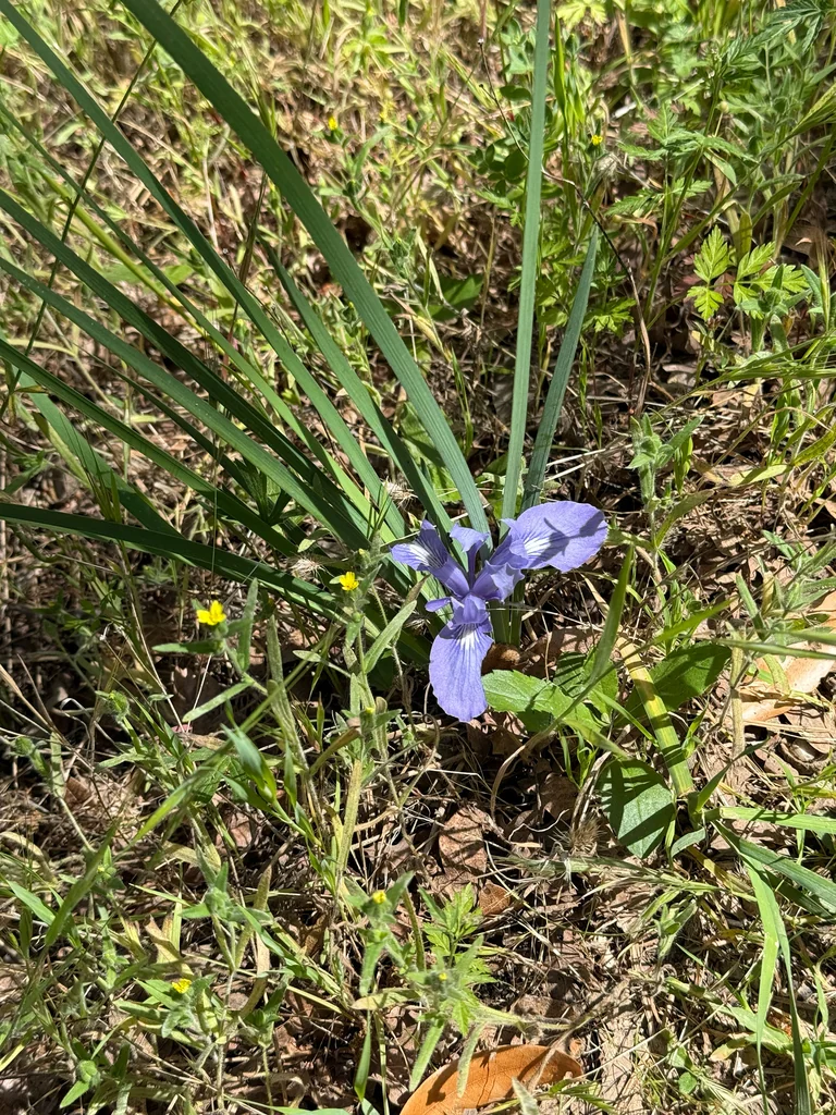 Iris Macrosiphon
