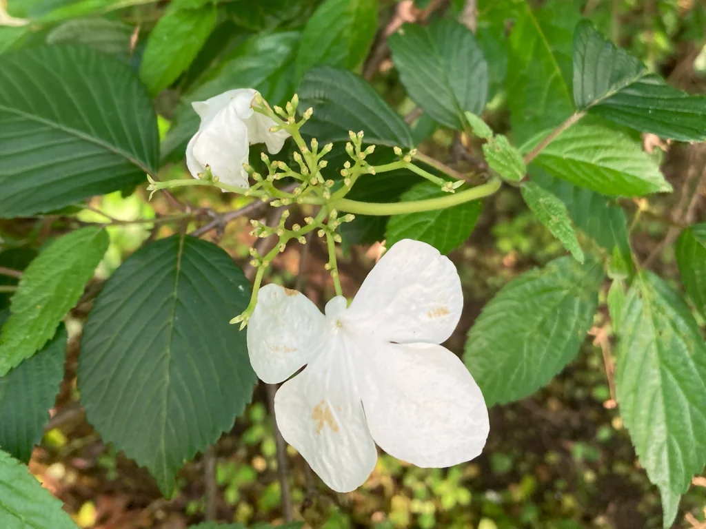 Viburnum Plicatum