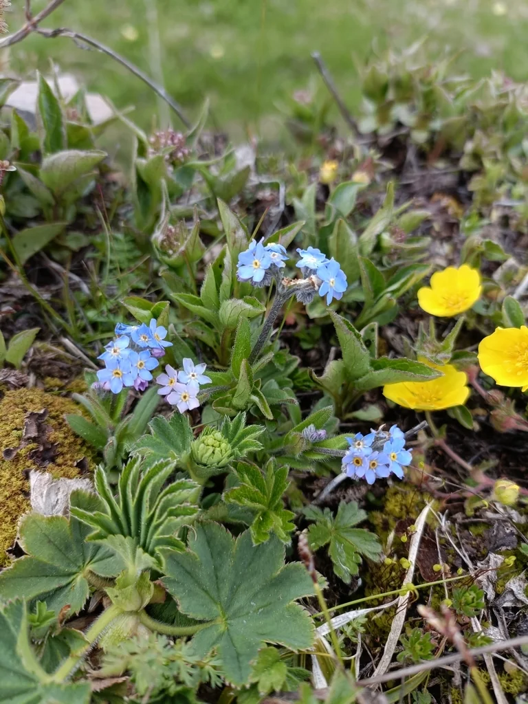 Myosotis Alpestris