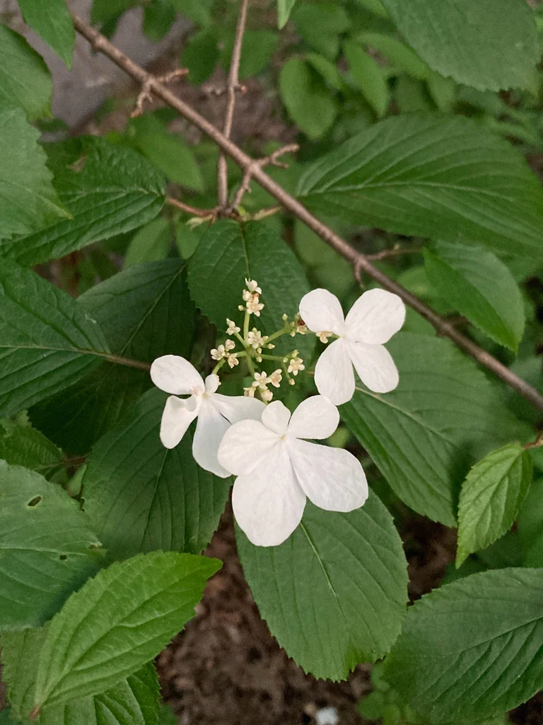Viburnum Plicatum
