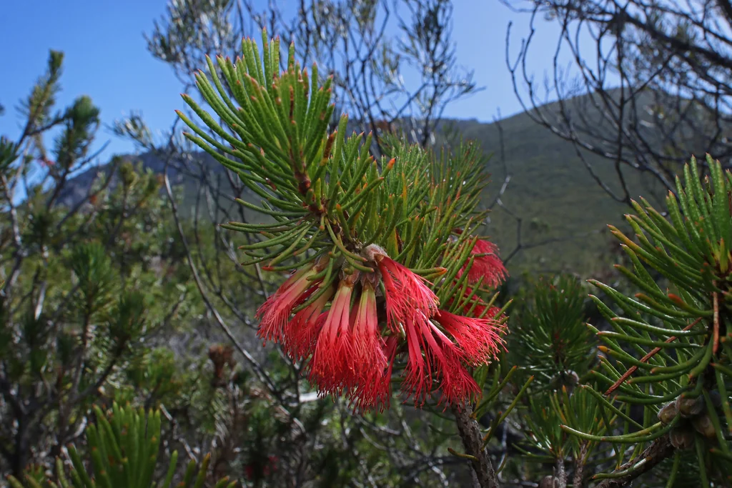 Calothamnus Villosus