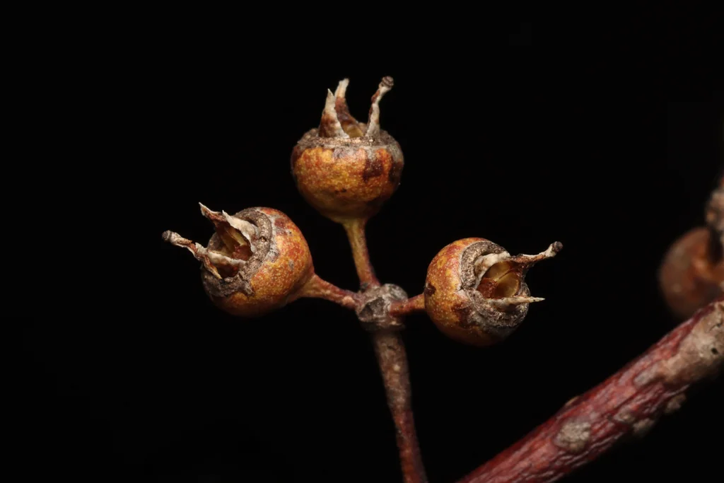 Eucalyptus Salmonophloia