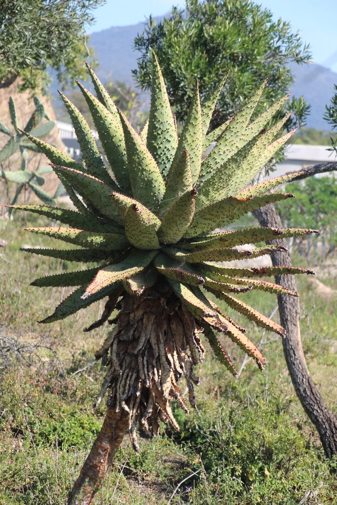 Aloe Spectabilis