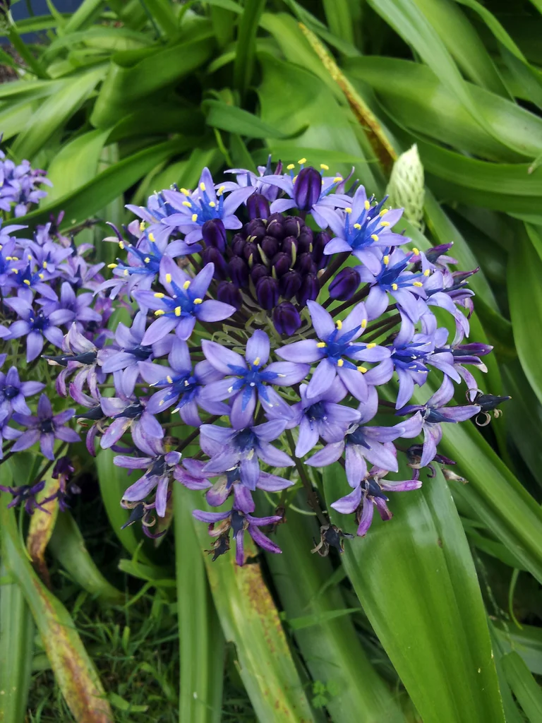 Scilla Peruviana