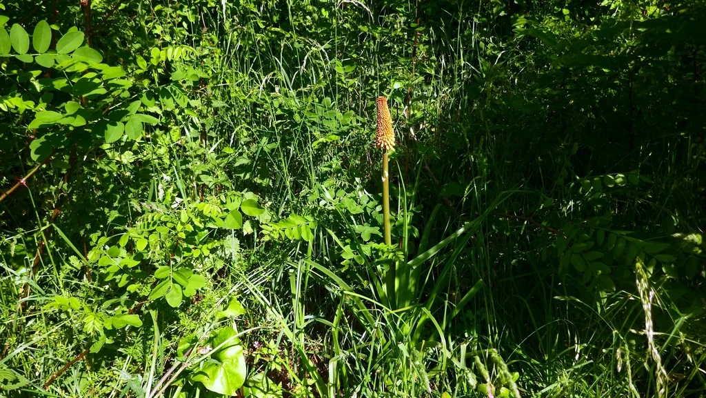 Kniphofia Uvaria