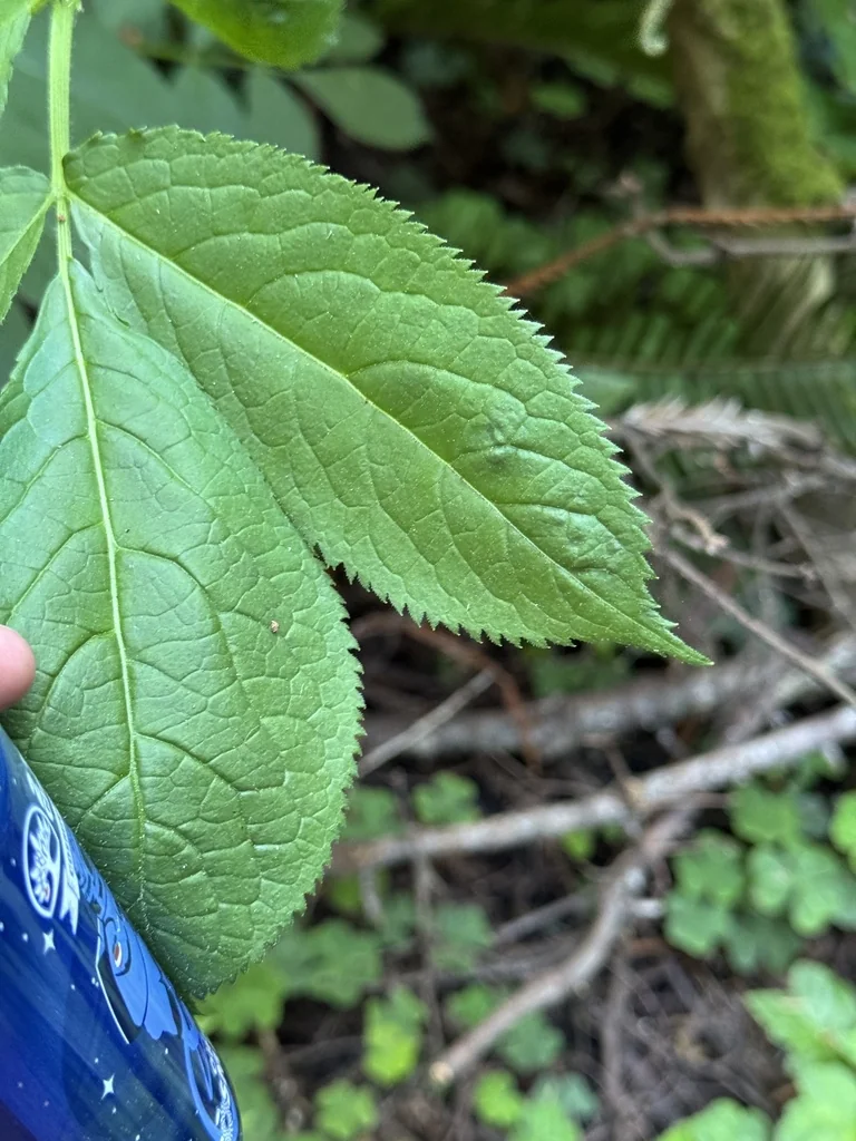 Euonymus Occidentalis