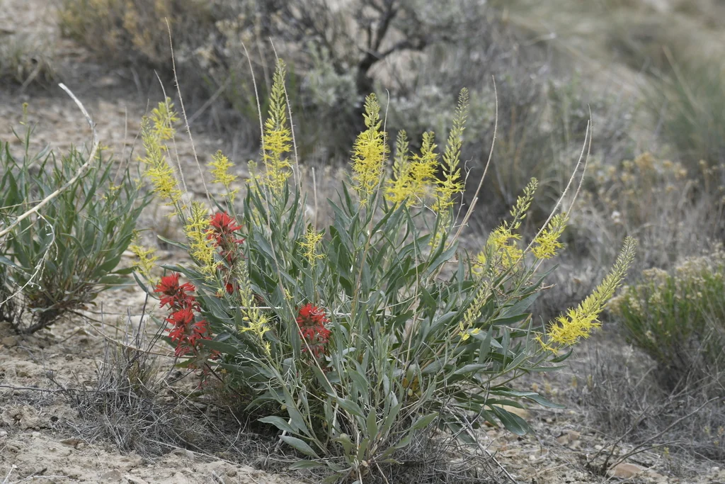 Stanleya Pinnata