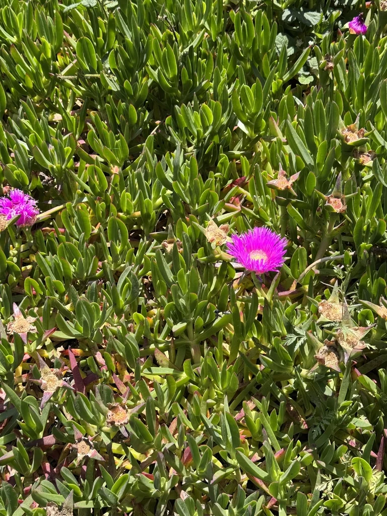 Carpobrotus Chilensis