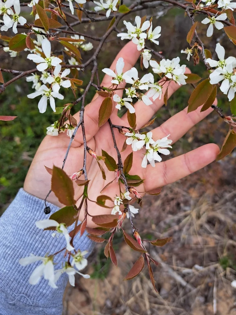 Amelanchier Laevis