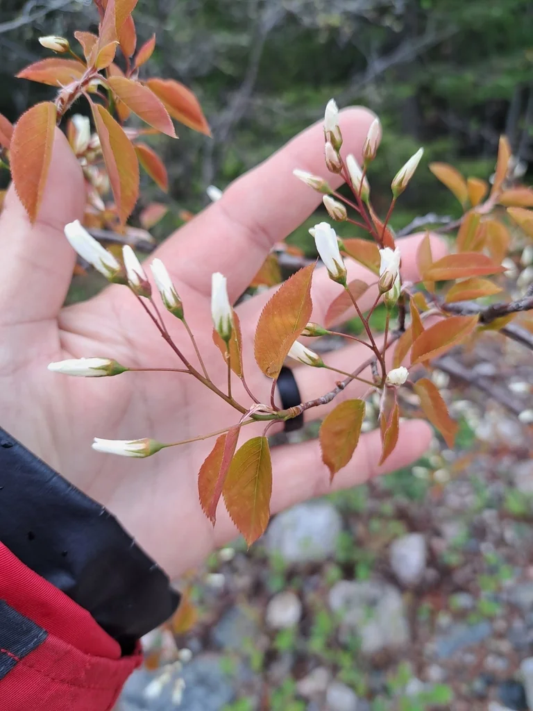 Amelanchier Laevis