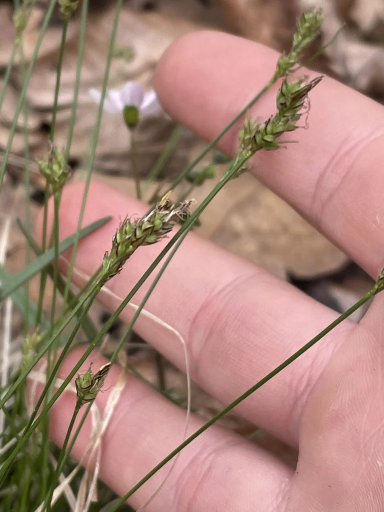 Carex Albicans