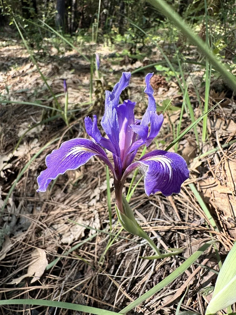 Iris Macrosiphon