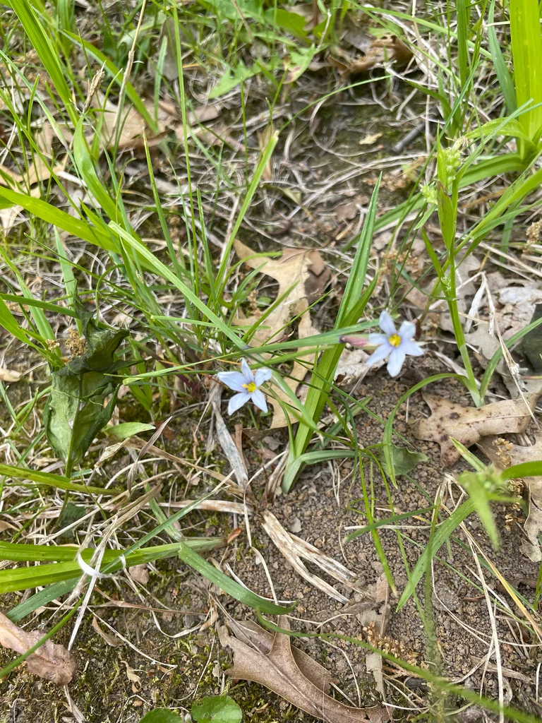Sisyrinchium Campestre