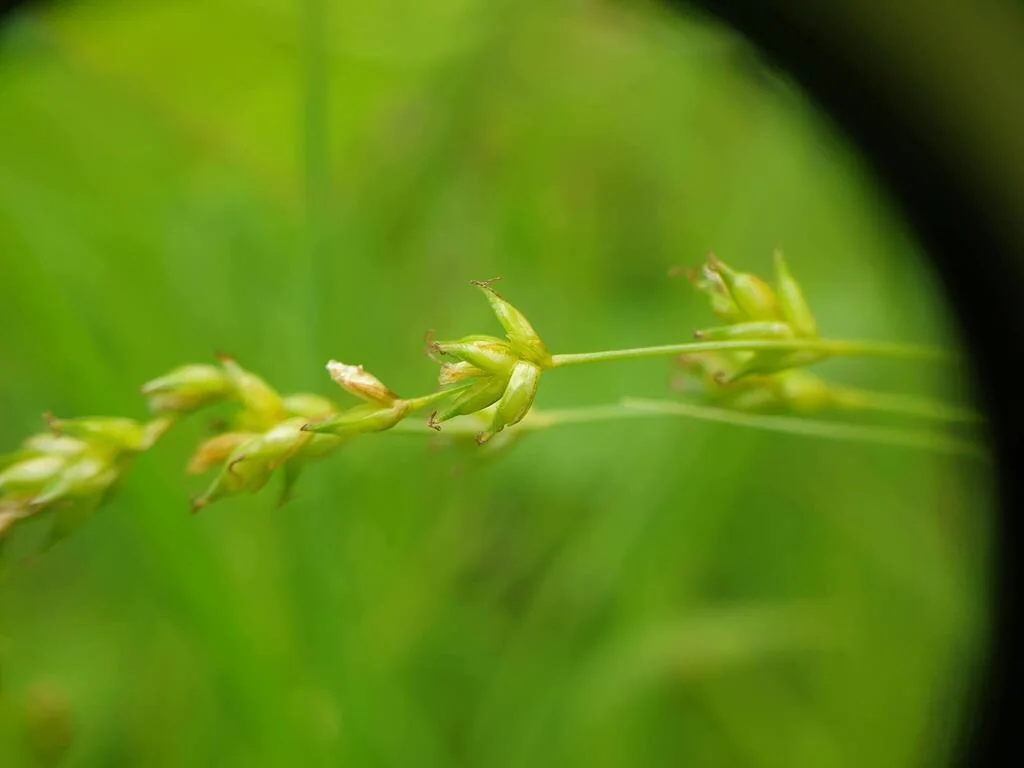 Carex Radiata