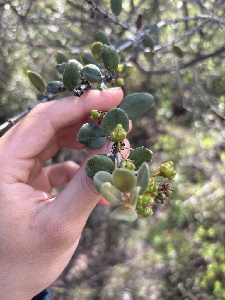 Ceanothus Crassifolius
