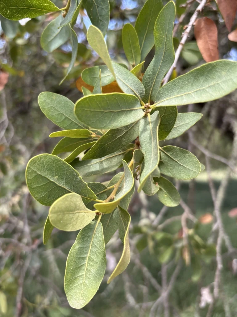 Quercus Engelmannii