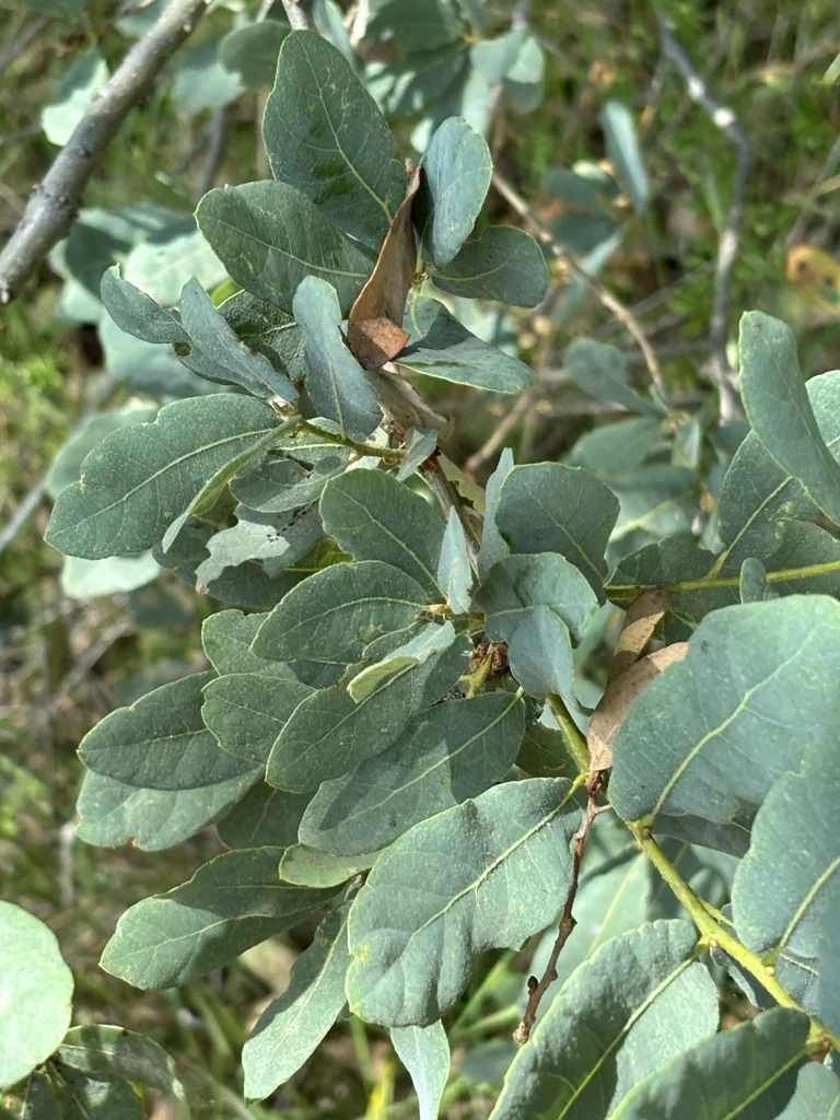 Quercus Engelmannii