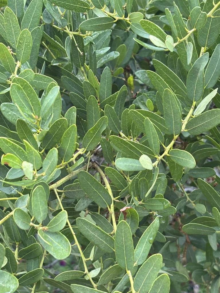 Quercus Engelmannii