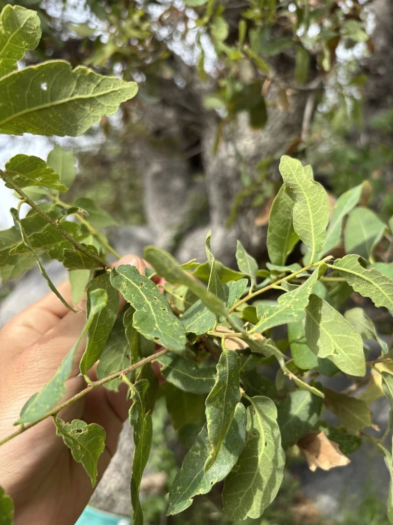 Quercus Engelmannii