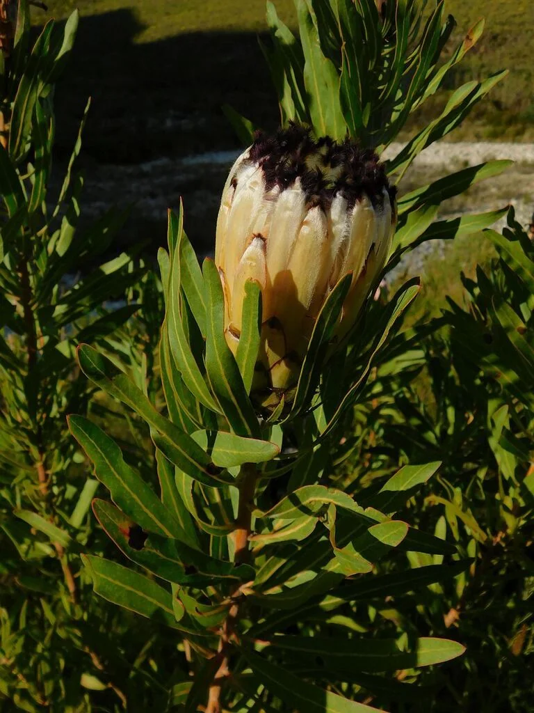 Protea Neriifolia