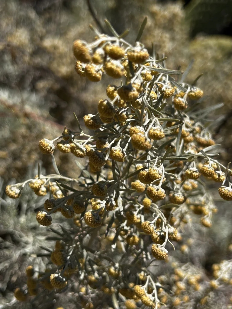 Artemisia Arborescens