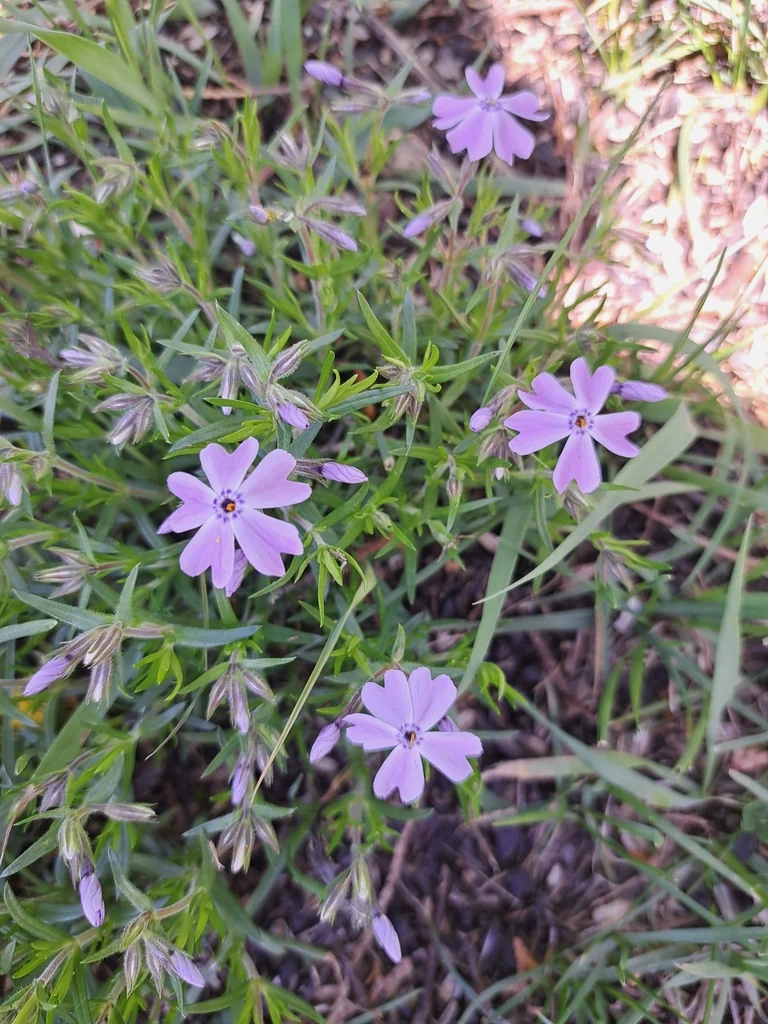 Phlox Subulata