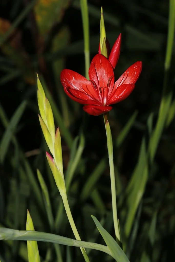 Schizostylis Coccinea