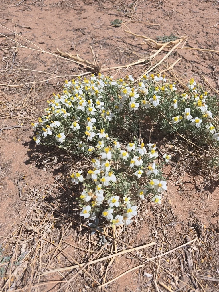 Zinnia Acerosa
