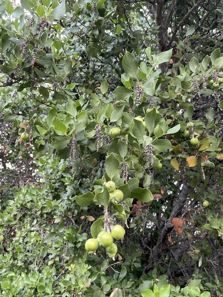 Garrya Fremontii