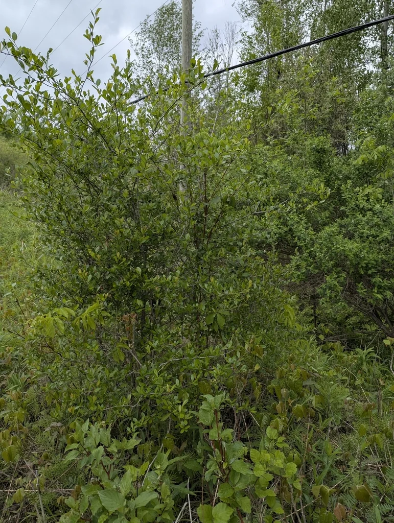 Crataegus Crus-Galli