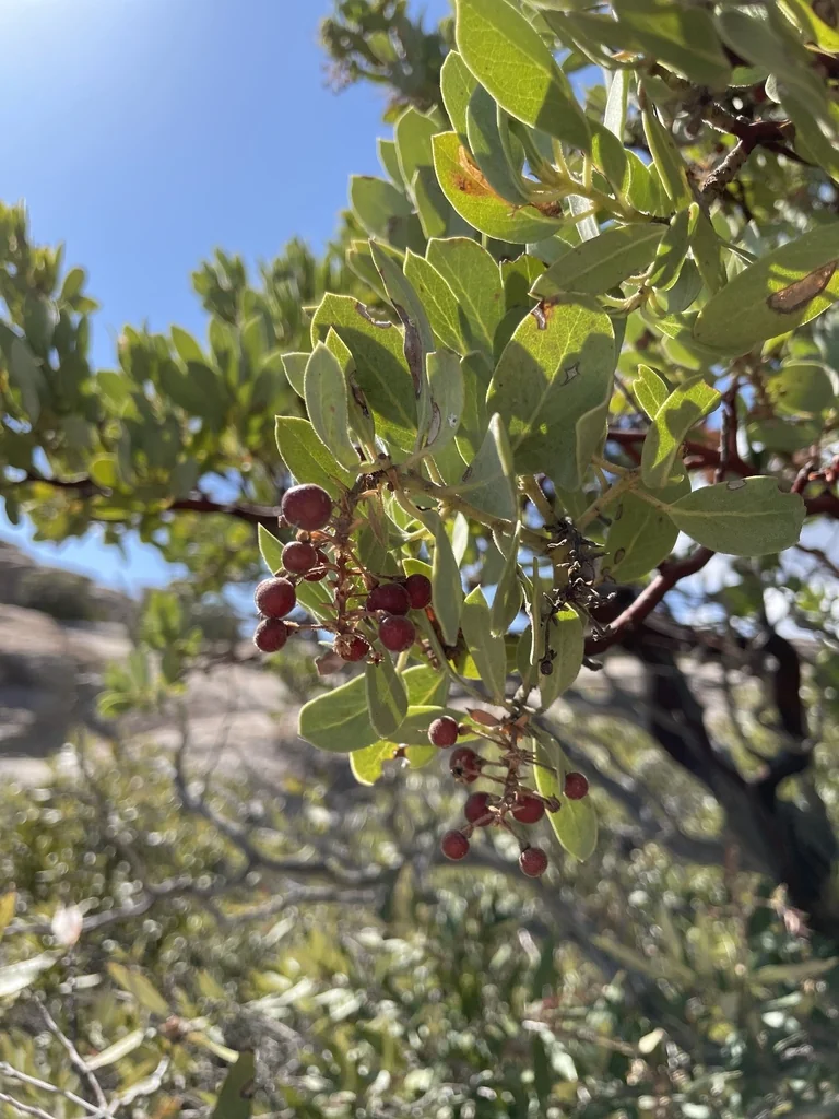 Arctostaphylos Pringlei