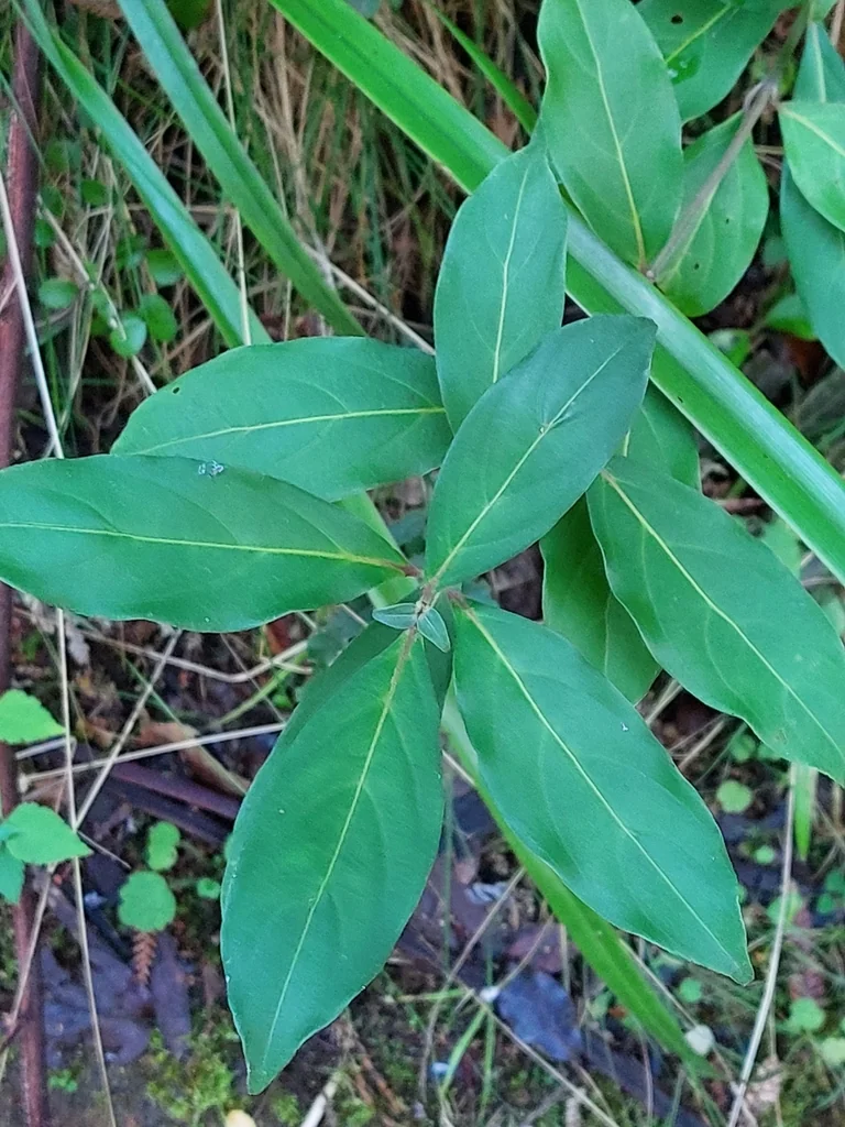 Cornus Capitata
