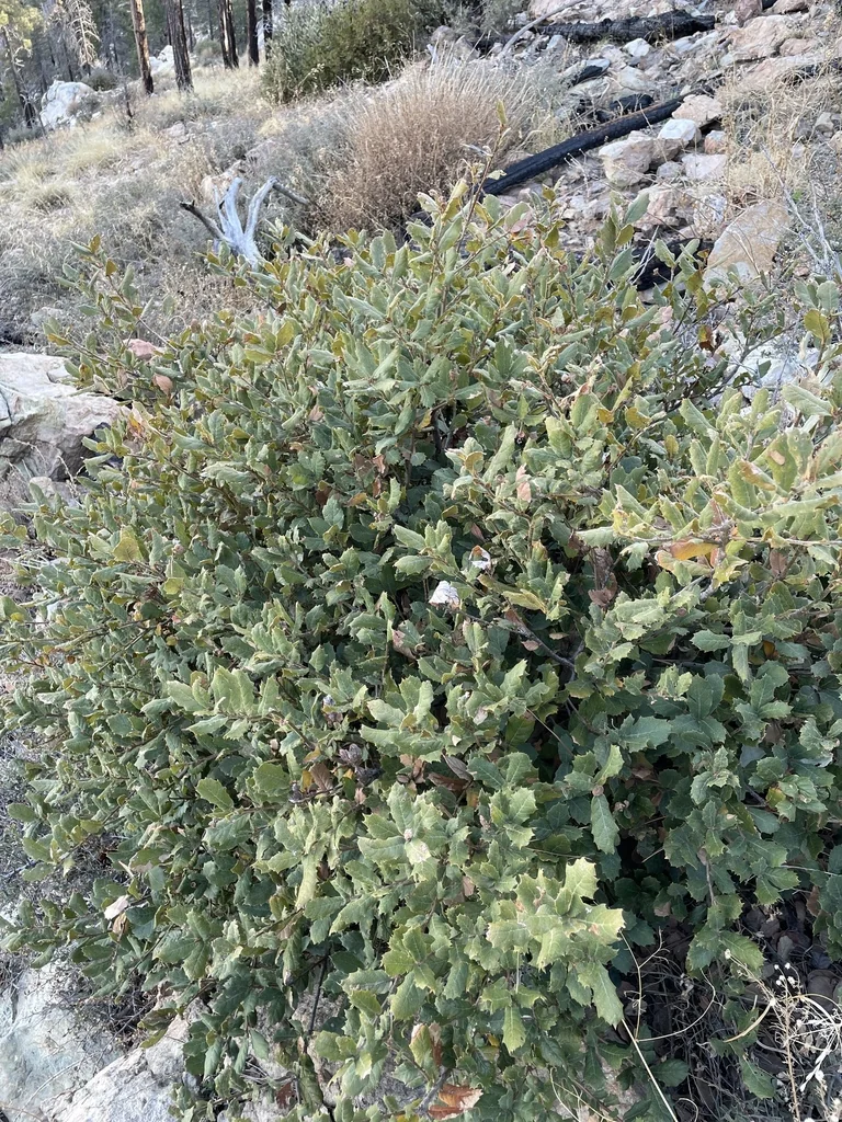 Quercus Rugosa