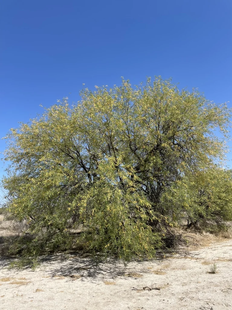 Prosopis Velutina
