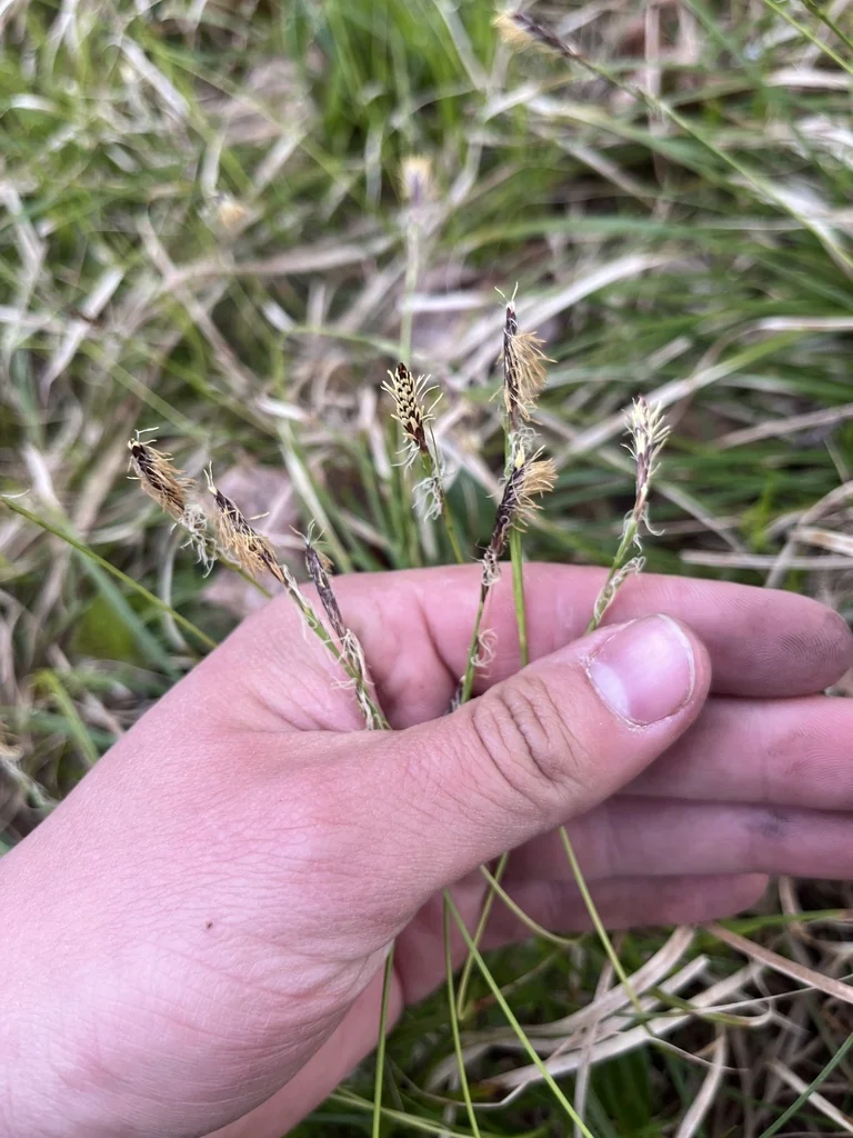 Carex Pensylvanica