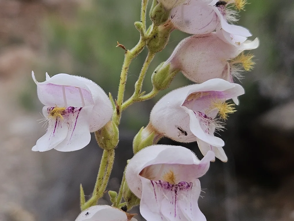 Penstemon Palmeri