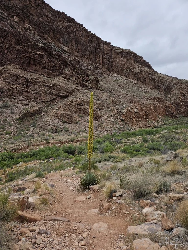 Agave Utahensis