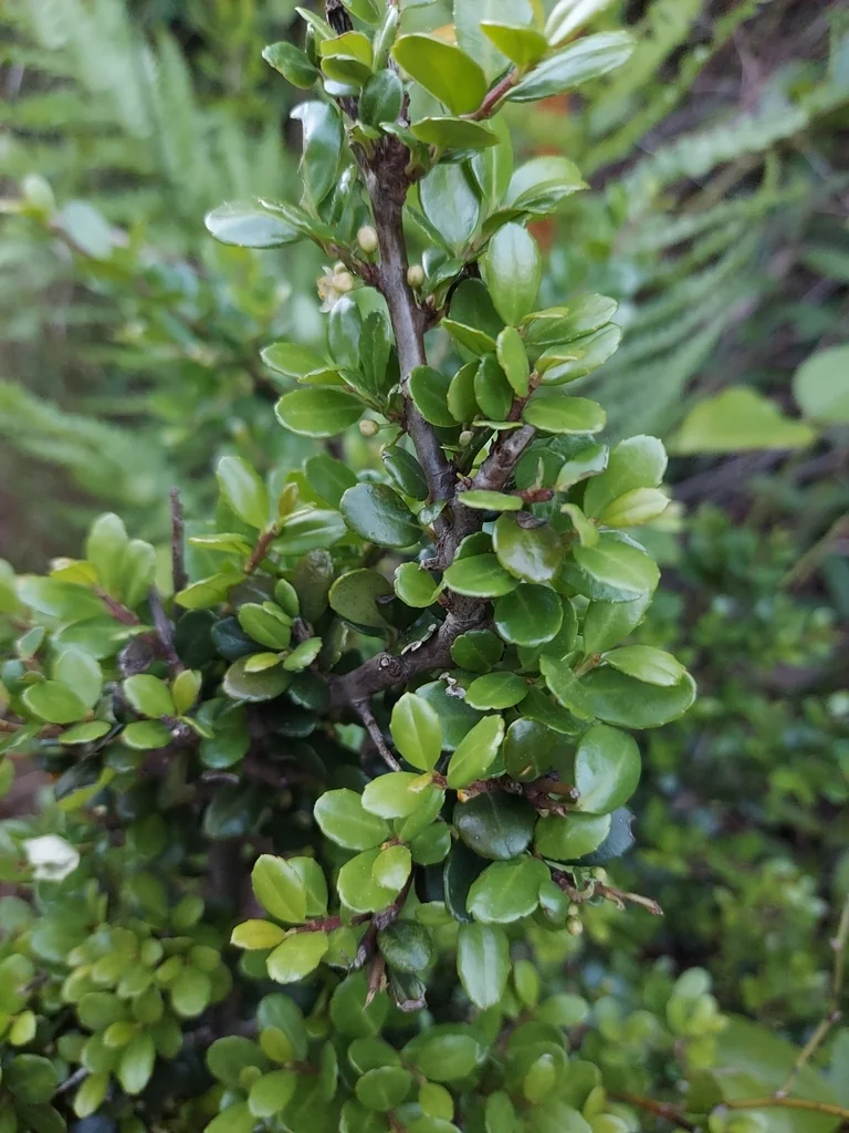 Ilex crenata