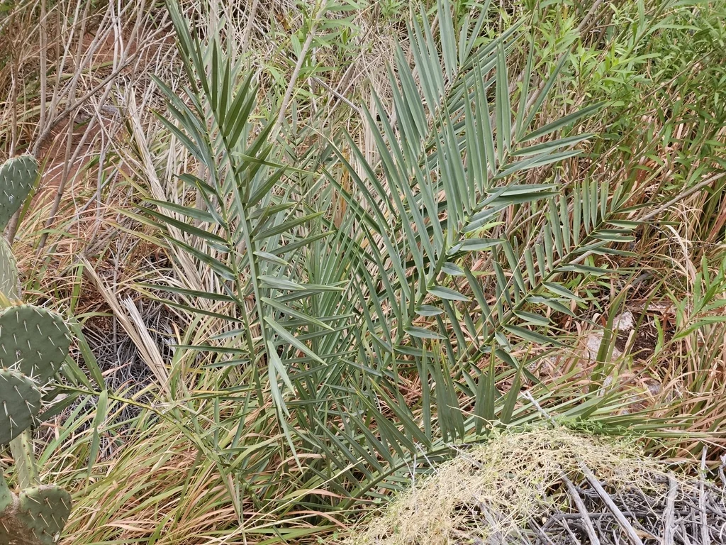 Phoenix Dactylifera