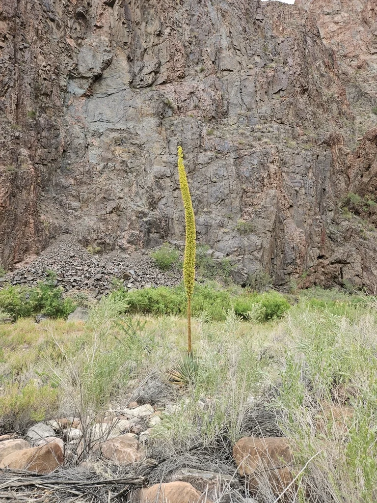 Agave Utahensis