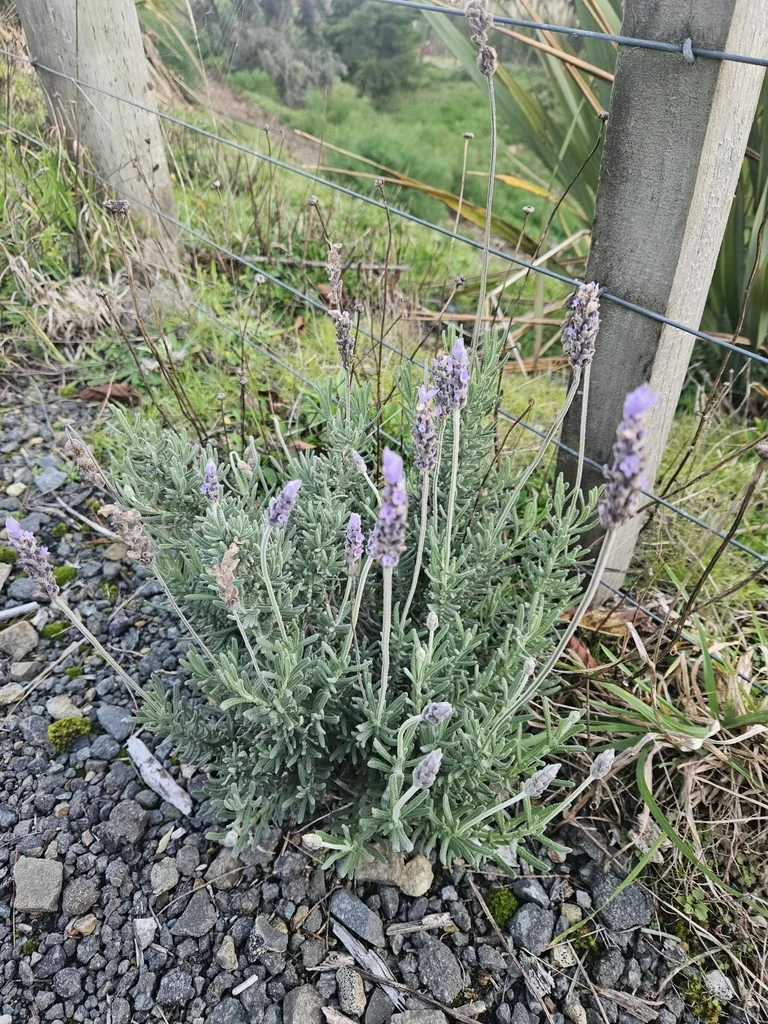 Lavandula Dentata