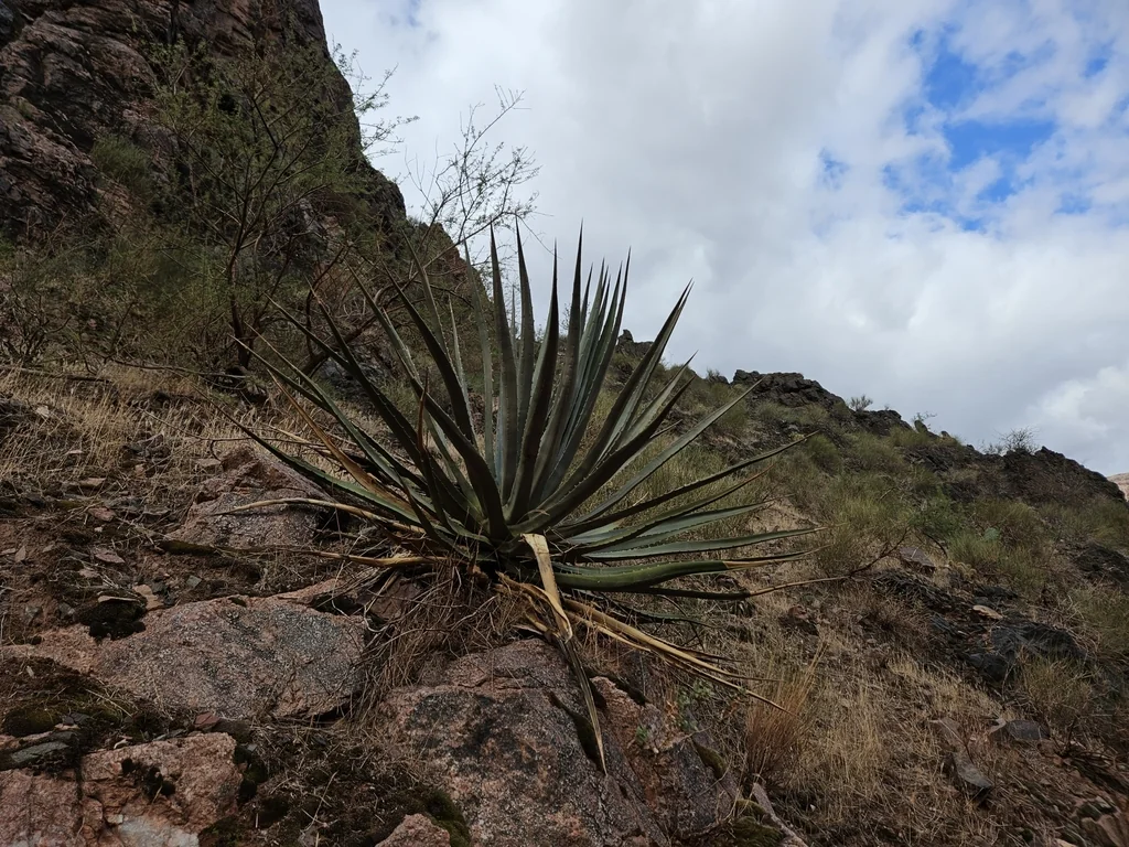 Agave Utahensis