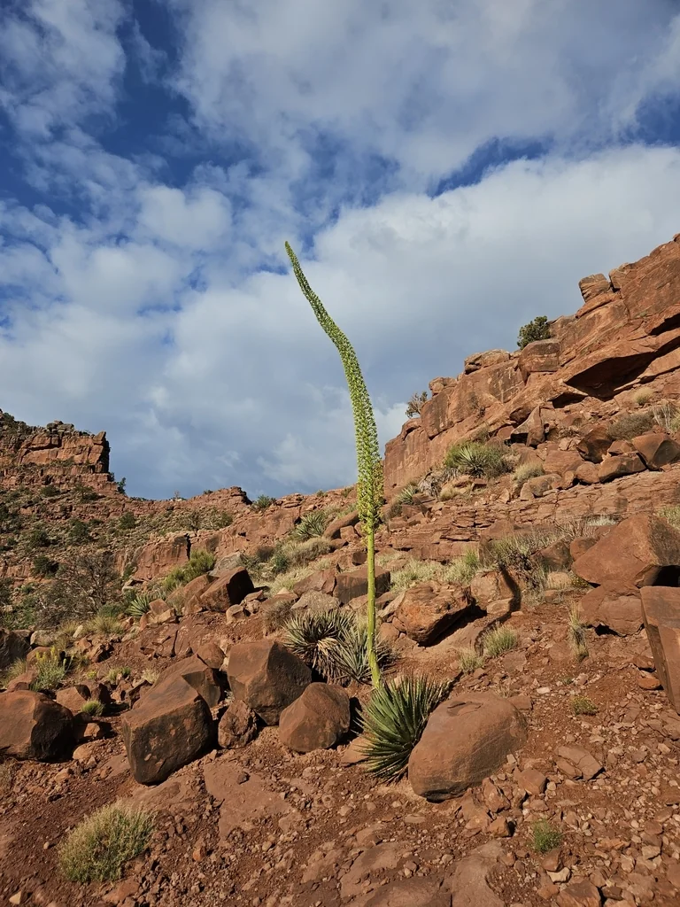 Agave Utahensis