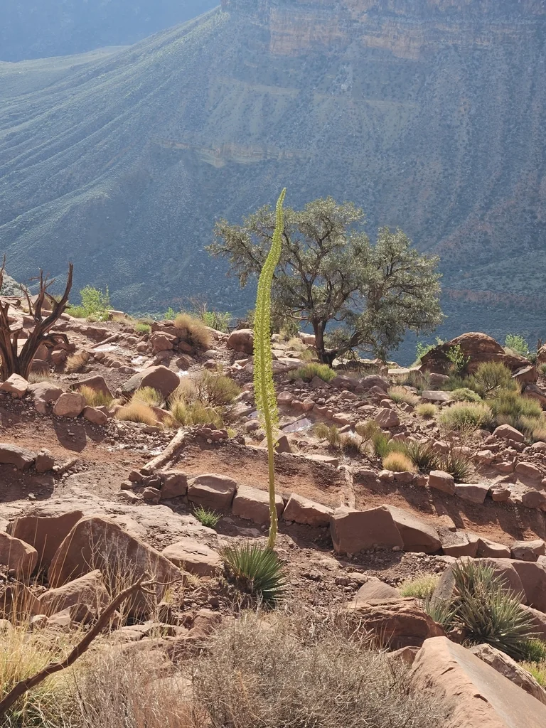Agave Utahensis